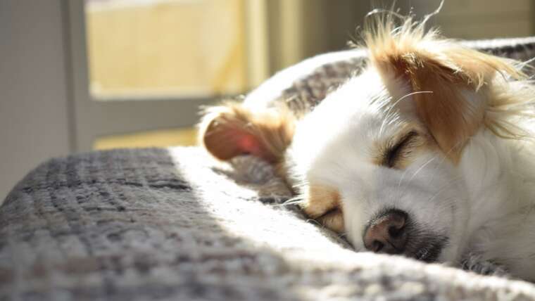 Home Security Tips to Keep Your Pet Safe